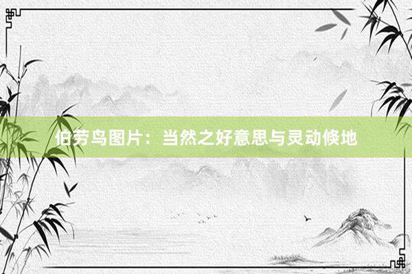 伯劳鸟图片：当然之好意思与灵动倏地